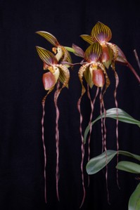 Paphiopedilum Paul Parks Dark Delight AM/AOS 83 pts.